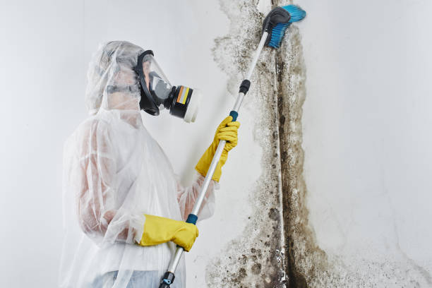 Best Mold Remediation  in Hudson, OH