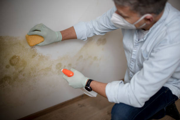 Home Mold Removal in Hudson, OH