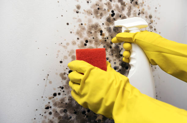 Best Black Mold Removal  in Hudson, OH