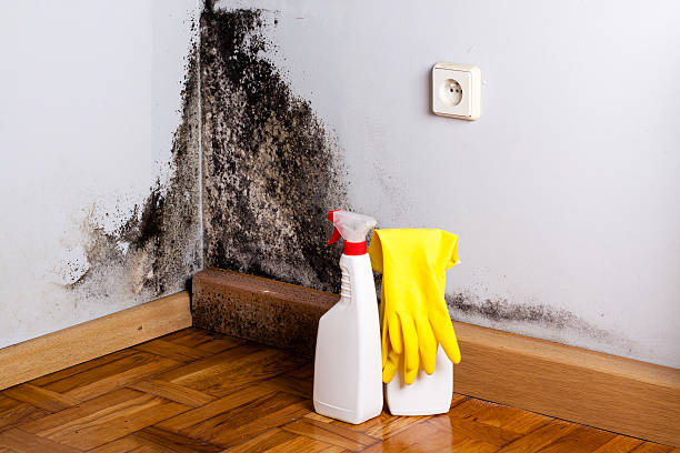 Best Office Mold Removal Services  in Hudson, OH
