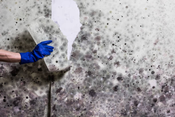 Best Crawl Space Mold Removal  in Hudson, OH